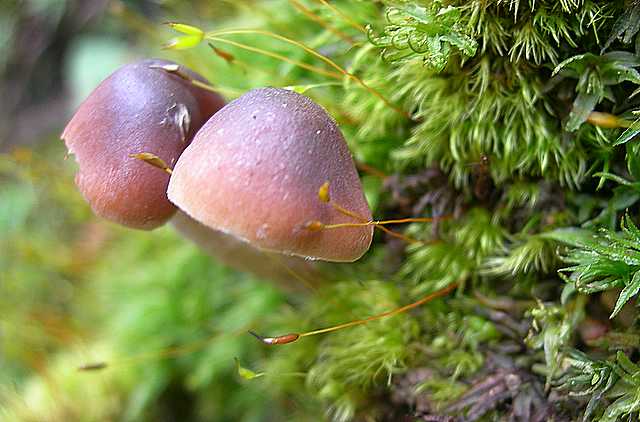 Naucoria bohemica   Velen.